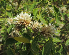 Alternanthera echinocephala