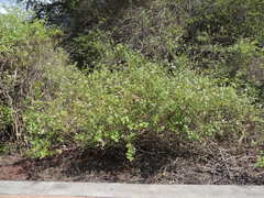 Alternanthera echinocephala