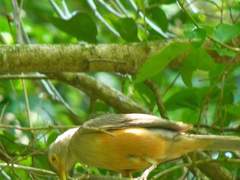 Turdus rufiventris
