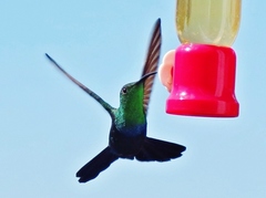 Eulampis holosericeus