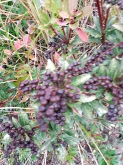 Pieris japonica taiwanensis