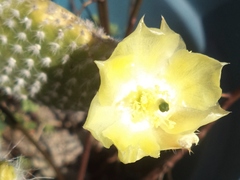Opuntia microdasys