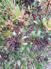 Pieris japonica taiwanensis