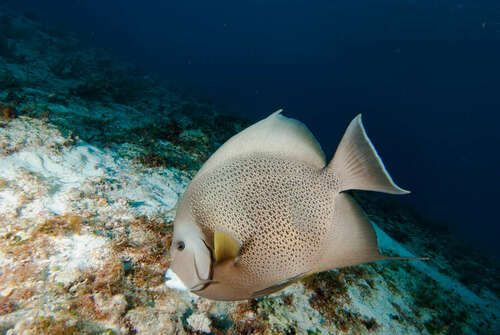 Angelfish (Pomacanthus arcuatus) — Pomacanthidae — 3