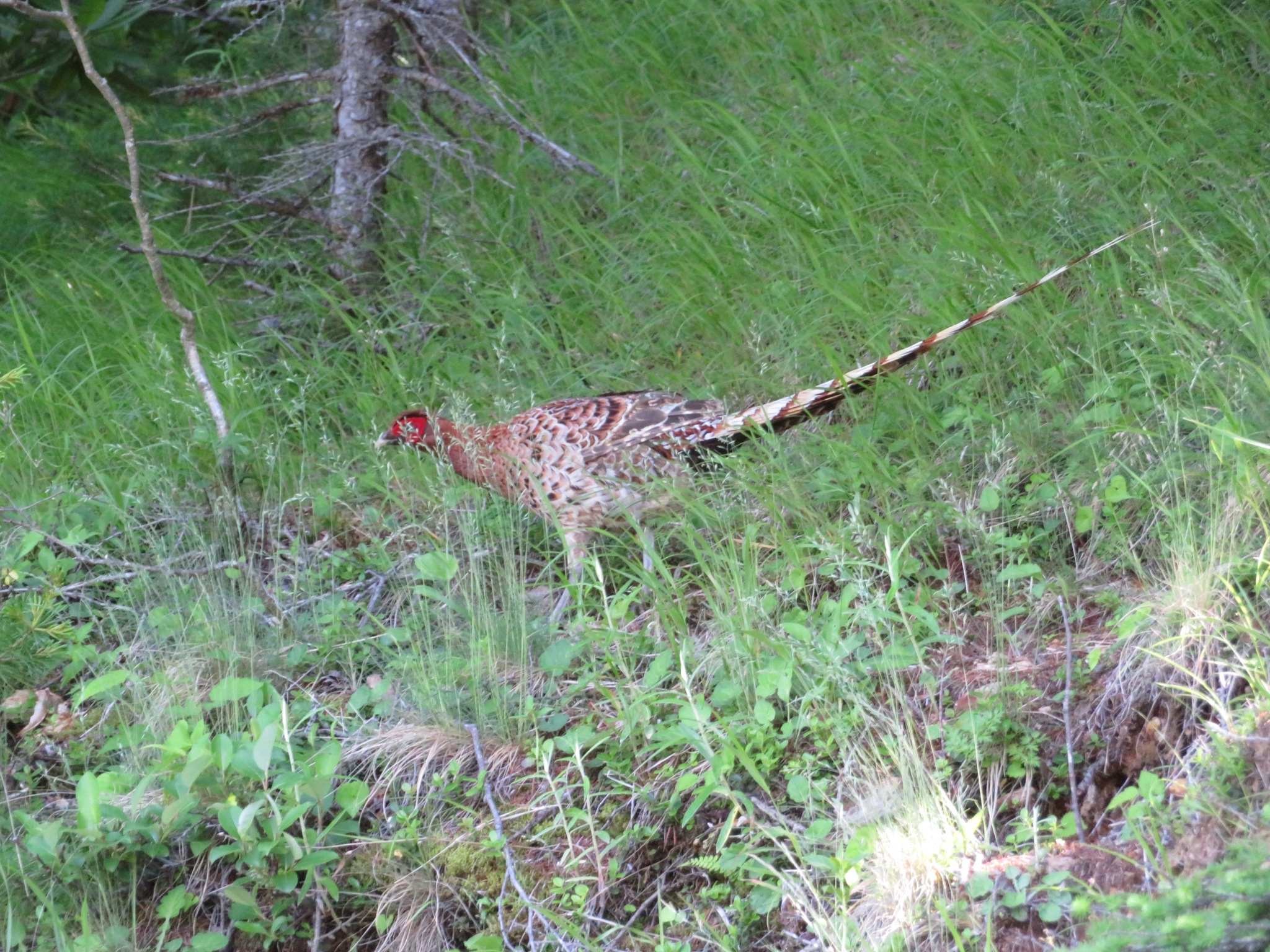 Copper Pheasant illustration