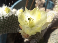 Opuntia microdasys