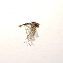 Amblypsilopus psittacinus