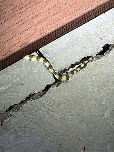 iNaturalist observation photo of Mojave Shovelnose Snake