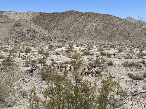 iNaturalist observation photo of Desert Bighorn Sheep