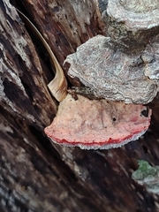 Phlebia incarnata image