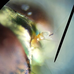 Amblypsilopus psittacinus