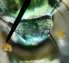 Amblypsilopus psittacinus