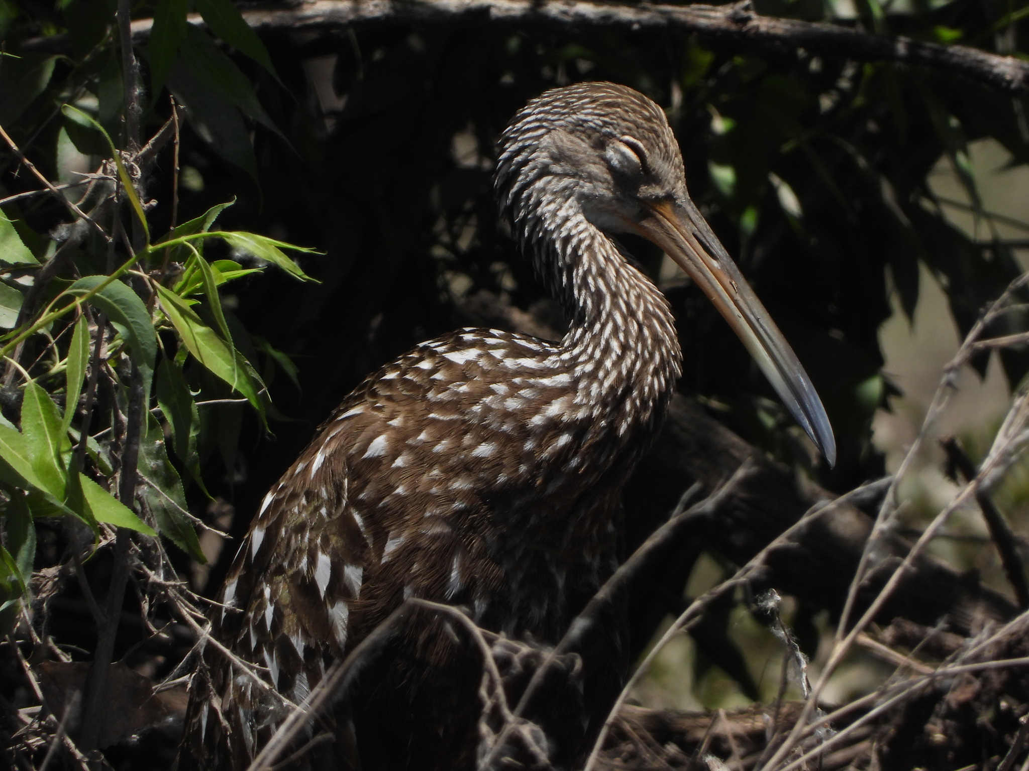 Limpkin illustration