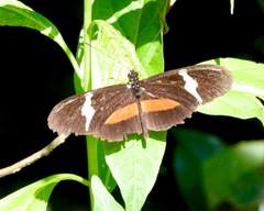 Heliconius clysonymus montanus