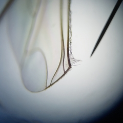 Amblypsilopus psittacinus