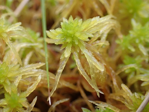Image of Sphagnum teres by (c) Elias, some rights reserved (CC BY)