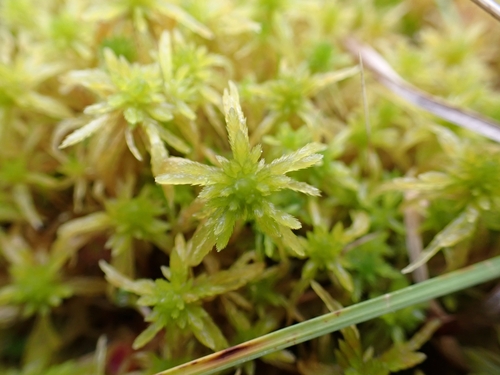 Image of Sphagnum teres by (c) Elias, some rights reserved (CC BY)