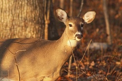 Odocoileus virginianus