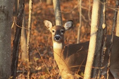 Odocoileus virginianus