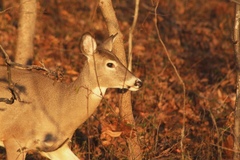 Odocoileus virginianus