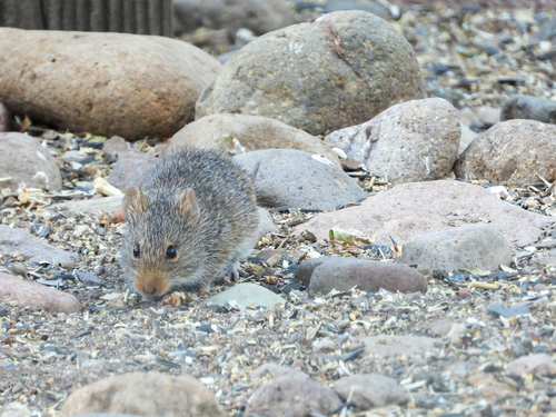 Yellow-nosed Cotton Rat