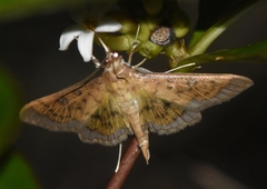 Diacme phyllisalis
