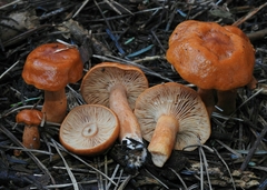 Lactarius subviscidus