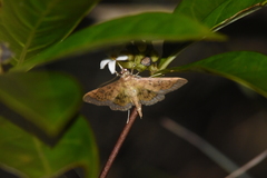 Diacme phyllisalis