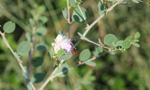 Image of Capparis zoharyi by (c) yelena_antipova, some rights reserved (CC BY)