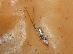 Pogonognathellus elongatus