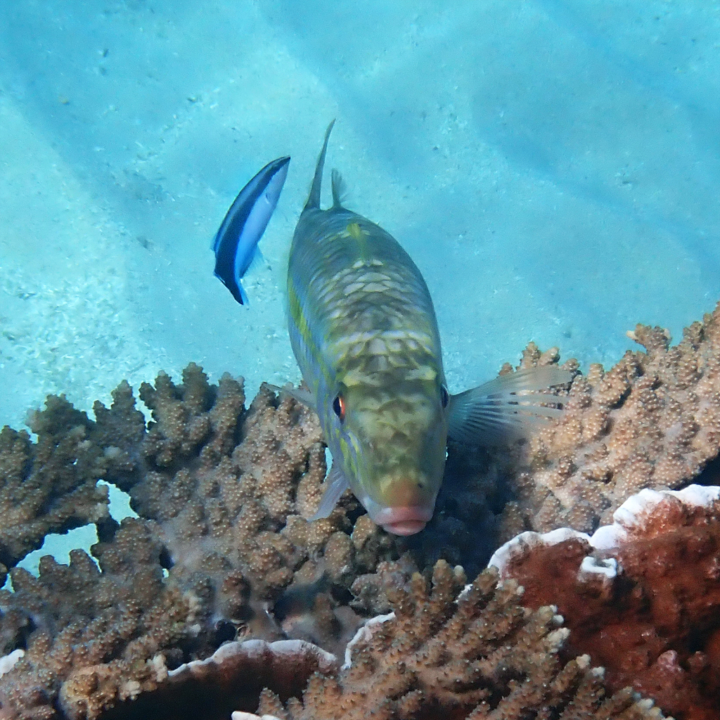Cleaner wrasse approaching a goatfish at a cleaning station