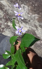 Solanum madagascariense