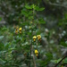 Crotalaria tanety - Photo (c) Guy Eric Onjalalaina,  זכויות יוצרים חלקיות (CC BY-NC), הועלה על ידי Guy Eric Onjalalaina