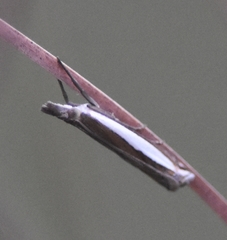 Crambus quinquareatus