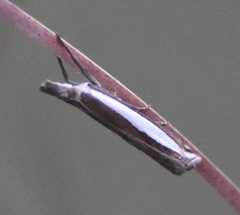 Crambus quinquareatus
