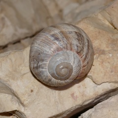 Helix schlaeflii