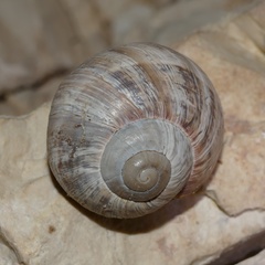 Helix schlaeflii