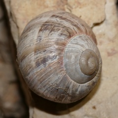 Helix schlaeflii