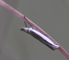 Crambus quinquareatus