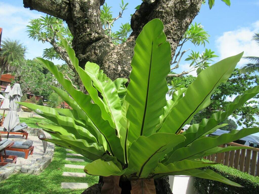 bird-s-nest-fern-from-kathu-district-on-june