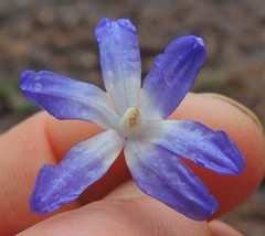 Scilla
