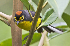 Myioborus melanocephalus