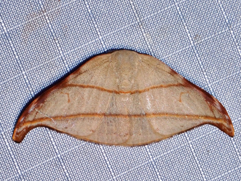 Nordstromia duplicata