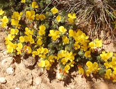 Aspalathus candidula