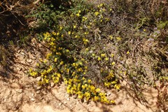 Aspalathus candidula