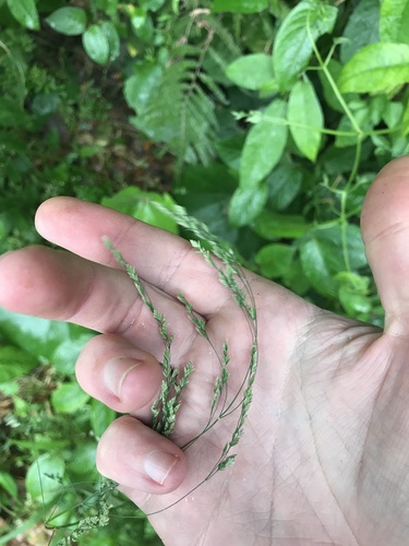 White-top bluegrass (Poa acroleuca)
