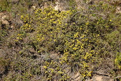 Aspalathus candidula