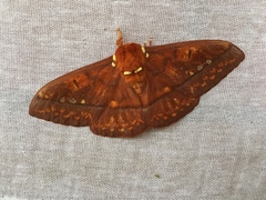 Procitheronia principalis