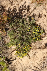 Aspalathus candidula