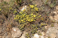 Aspalathus candidula